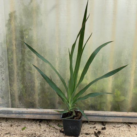 DRACAENA DRACO - Godet 7,5cm