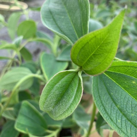 TIBOUCHINA URVILLEANA