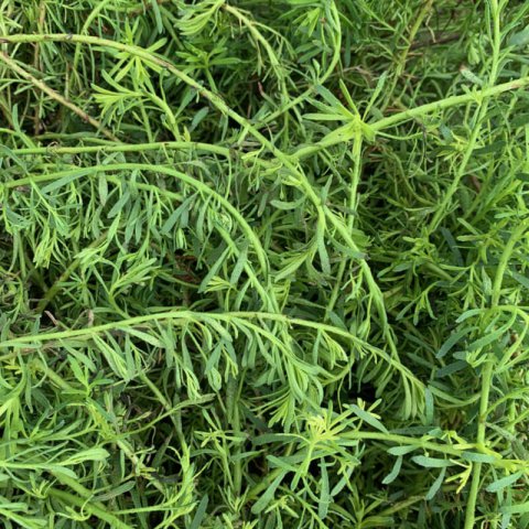 MYOPORUM PARVIFOLIUM