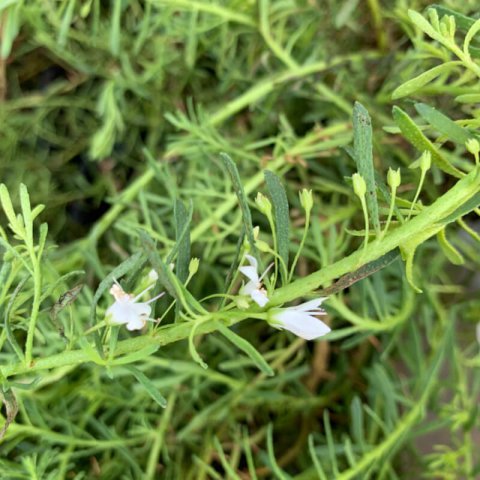 MYOPORUM PARVIFOLIUM