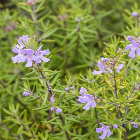 WESTRINGIA LONGIFOLIA