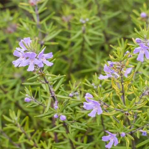 WESTRINGIA LONGIFOLIA - Long-leaved Westringia