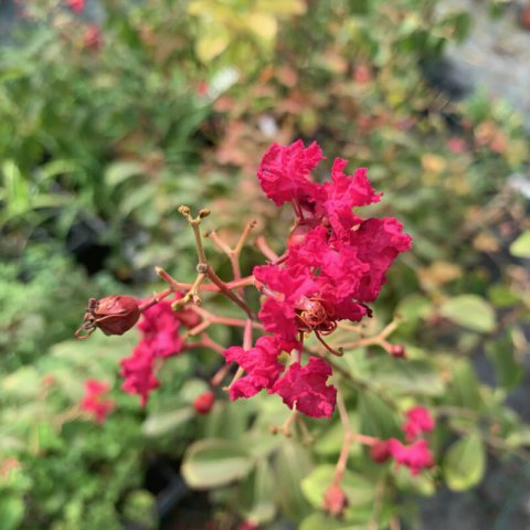LAGERSTROEMIA INDICA Coccinea