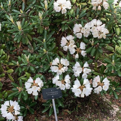 RHODODENDRON YAKUSIMANUM