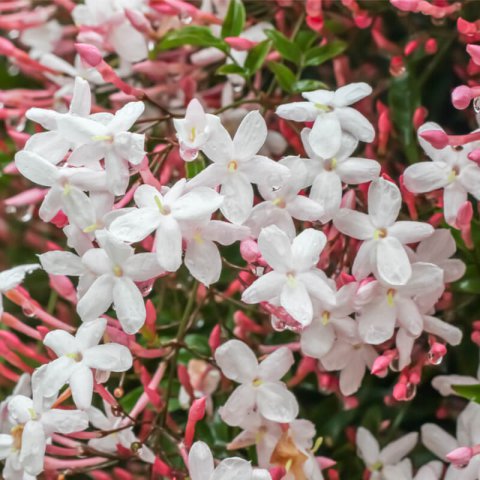 JASMINUM POLYANTHUM - Jazmn de invierno, Jazmn de China