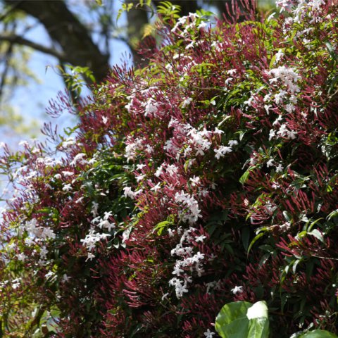 JASMINUM POLYANTHUM - Jazmn de invierno, Jazmn de China