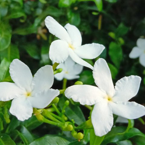 JASMINUM POLYANTHUM