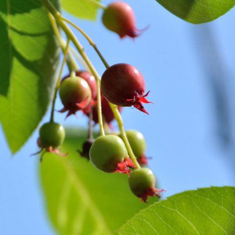 AMELANCHIER CANADENSIS