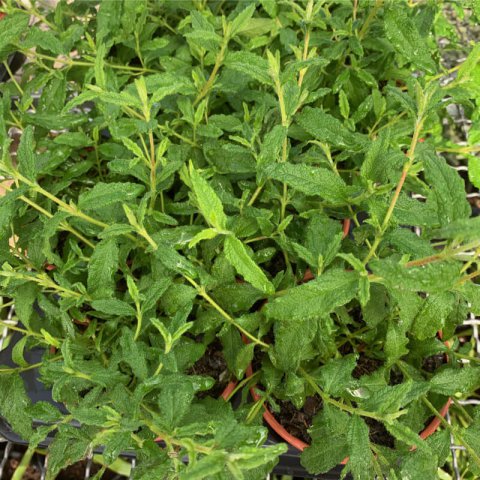 CISTUS x FLORENTINUS - Estepa