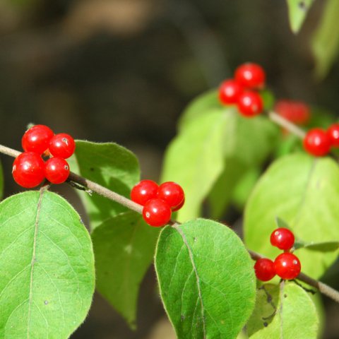 LONICERA XYLOSTEUM
