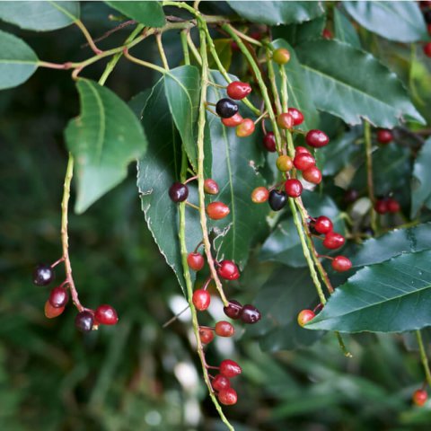 PRUNUS LUSITANICA