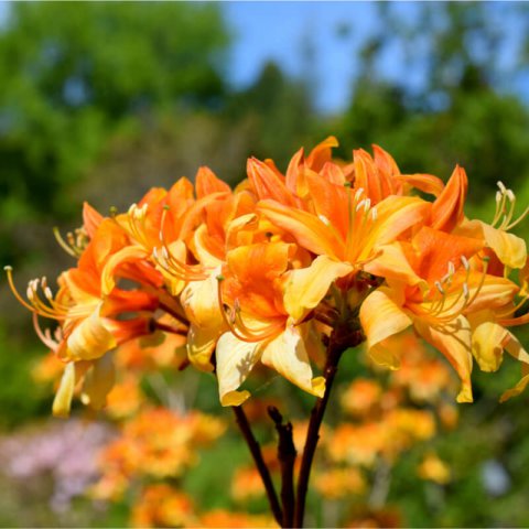 RHODODENDRON BAKERI