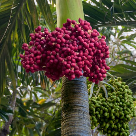 ROYSTONEA REGIA - Cuban Royal Palm