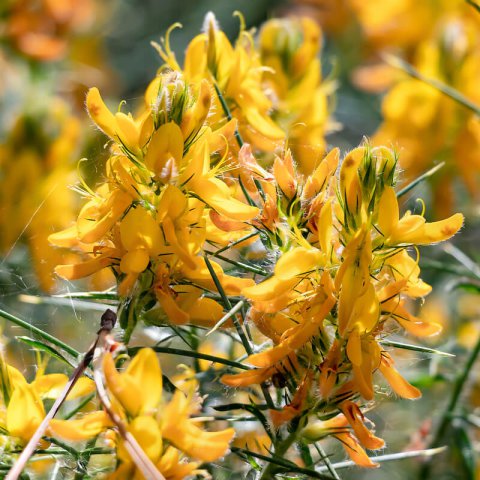 GENISTA HIRSUTA