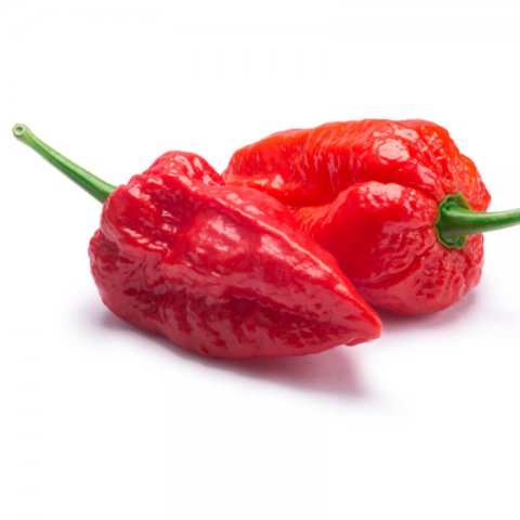 HOT PEPPER Bhut Jolokia - Ghost Pepper