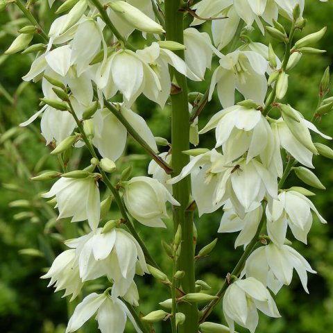 YUCCA FILAMENTOSA