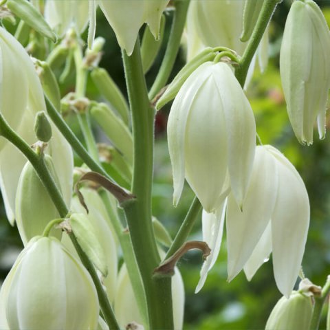 YUCCA FILAMENTOSA