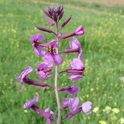 MORICANDIA MORICANDIOIDES - Morscola, Berza silvestre