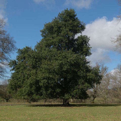 QUERCUS ILEX ILEX