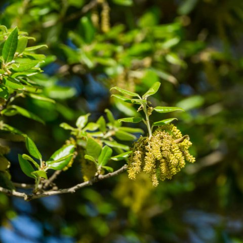 QUERCUS ILEX ILEX
