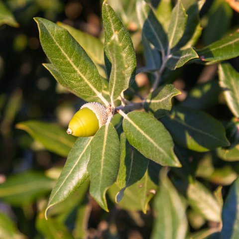 QUERCUS ILEX ILEX