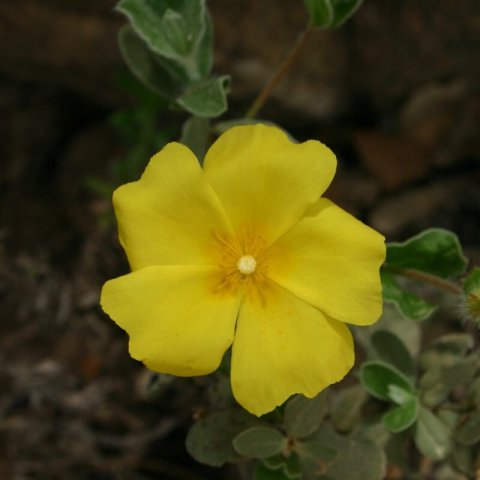 HALIMIUM ATRIPLICIFOLIUM (Cistus a.)