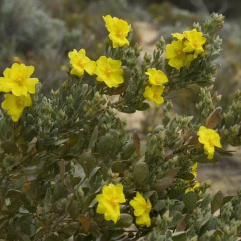 HALIMIUM ATRIPLICIFOLIUM (Cistus a.)