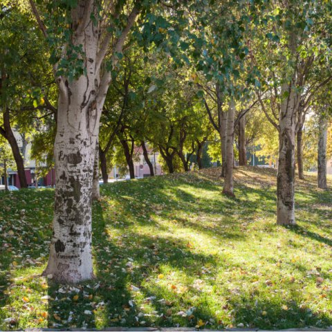 POPULUS ALBA