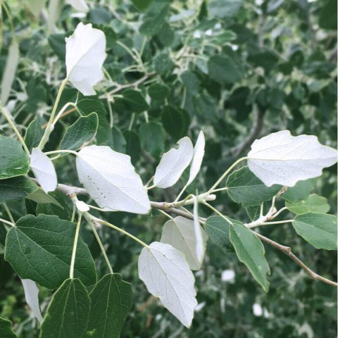 POPULUS ALBA