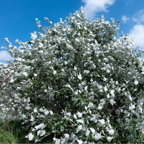 POPULUS ALBA