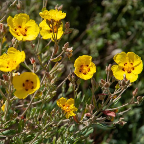 HALIMIUM HALIMIFOLIUM (Cistus h.)