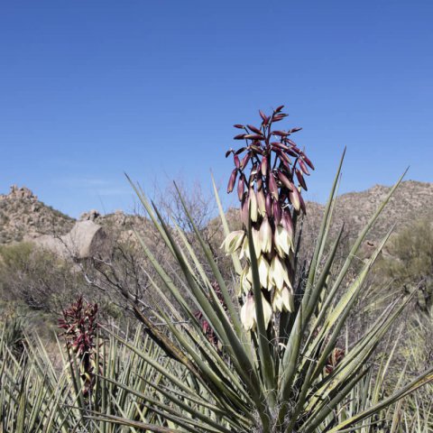 YUCCA BACCATA - Yuca azul