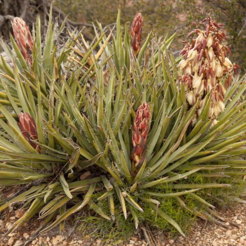 YUCCA BACCATA - Yuca azul