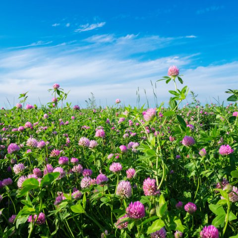 TRIFOLIUM PRATENSE - Trbol violeta