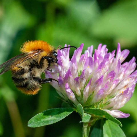TRIFOLIUM PRATENSE - Trbol violeta