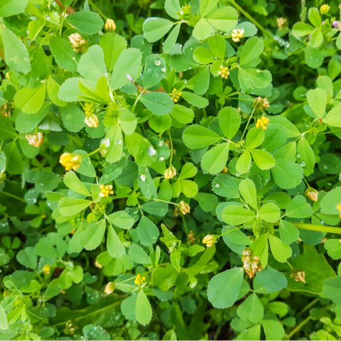 MEDICAGO LUPULINA Virgo - Black Medick