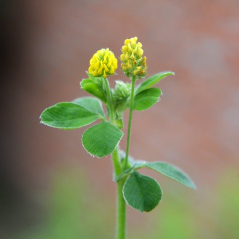 MEDICAGO LUPULINA Virgo - Black Medick