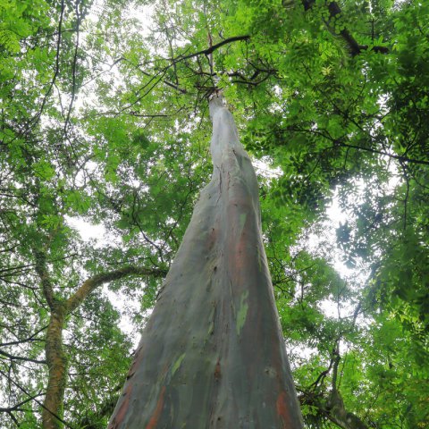 EUCALYPTUS DEGLUPTA