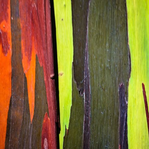EUCALYPTUS DEGLUPTA