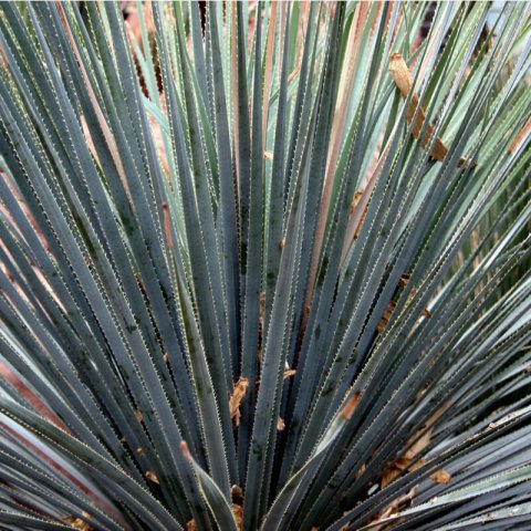 DASYLIRION WHEELERI