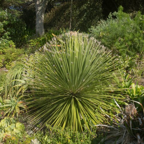 DASYLIRION WHEELERI