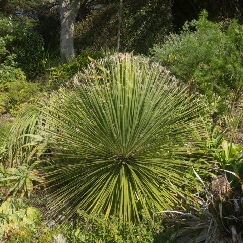 DASYLIRION WHEELERI - Desert Spoon