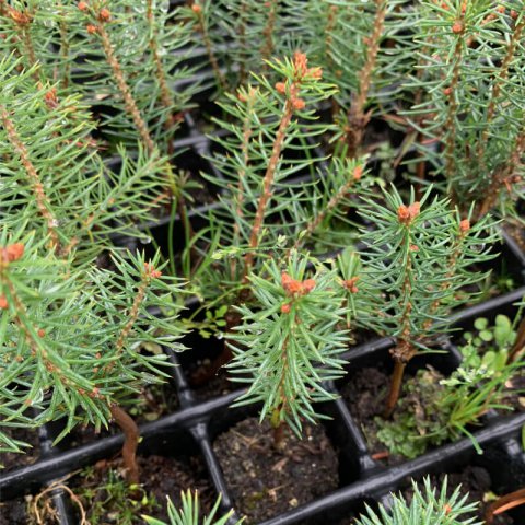 ABIES PINSAPO alveolo - Plug - motte 11-2021