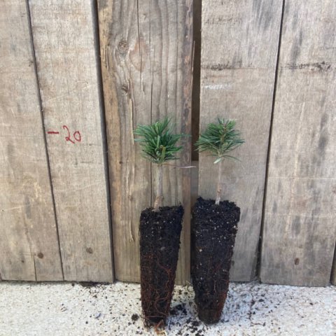 ABIES PINSAPO Alveolo - Plug - Motte