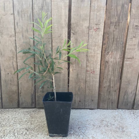 CALLISTEMON Kings Park Special - Maceta 1L