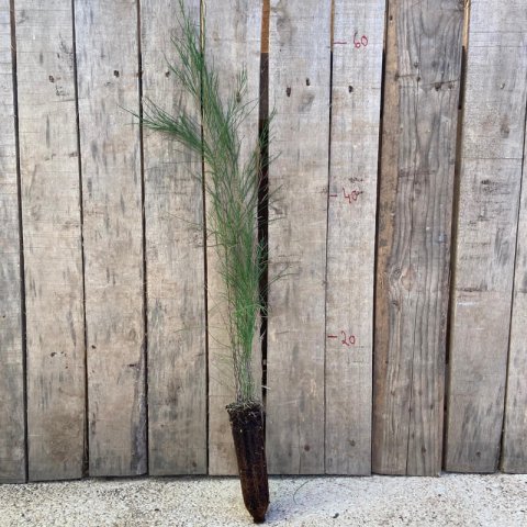 CASUARINA EQUISETIFOLIA  alveolo - plug - motte