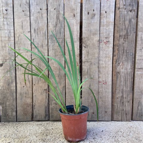 IRIS GERMANICA - M.1L