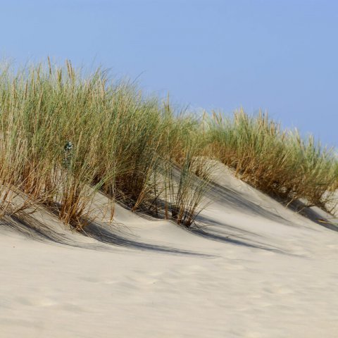 AMMOPHILA ARENARIA - Oyat
