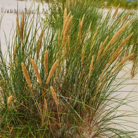 AMMOPHILA ARENARIA 