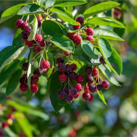 AMELANCHIER LAMARCKII